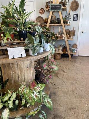 Plants for sale