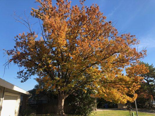 Before: Overgrown tree