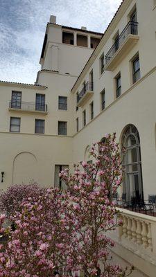 Beautiful Magnolia blooms under the imposing historic Hotel Del Monte.