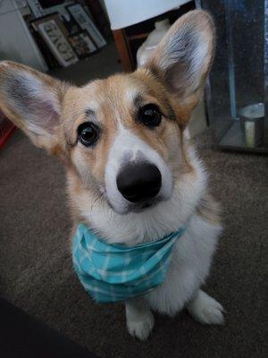 Pembroke Corgi, Chester