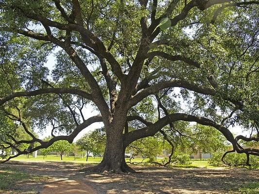 A majestic Live Oak is enjoyed by all in Austin. Proper care & pruning is essential. Contact us @  www.american-tree-works.com