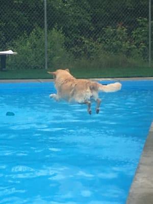 Ripple dives in at Lucky Paws Pet Resort.