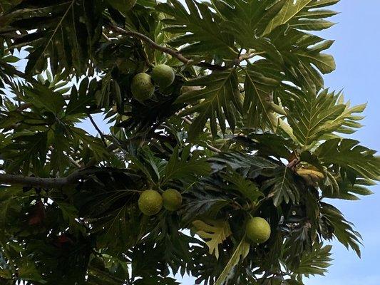 Breadfruit tree