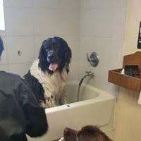 A good solid bath begins the experience for our pets.