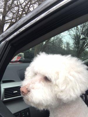 Uneven cut. Hair still matted and unbrushed. Scalped her body. This was taken in their parking lot the second I picked them up.