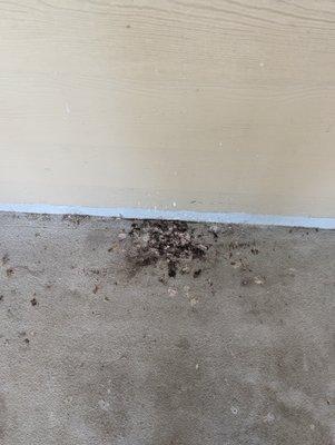 This pile of bird crap right outside of my door for well over 6 months. But the power washed