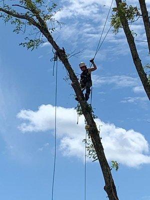 Allen Tree Service