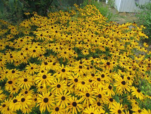 Late August Blooms!