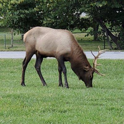 The bull elk was really large. He kept a good eye on all the herd.