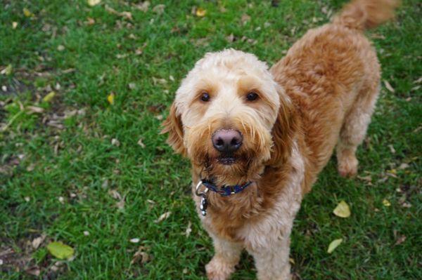 Benny, 3 yr Goldendoodle