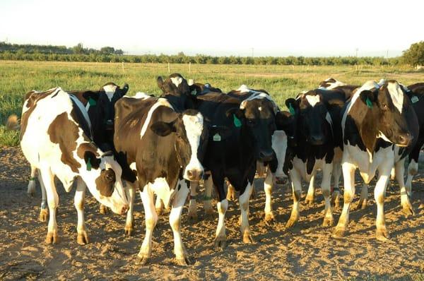 Good Heart Organic Milk comes from organic cows that graze in California's Central Valley.