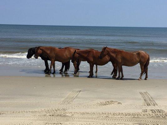 Horses on Carova Beach