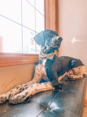 Tucker, one of our office dogs! He loves to see everyone!