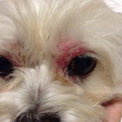 Close up of my dog's burned, infected eyes. BEWARE!!