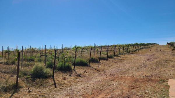 View from tasting area