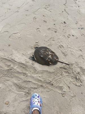 Horseshoe crab bigger than my foot!