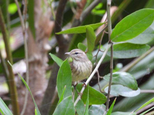 Warbler