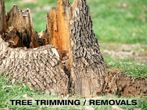 Tree Trimming / Removals