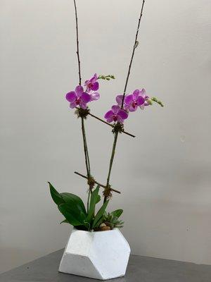 Order your Orchid at www.blakeroes.com