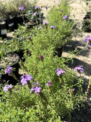 Verbena lilacina 'de la Mina' is one of our favorite CA native pollinator plants