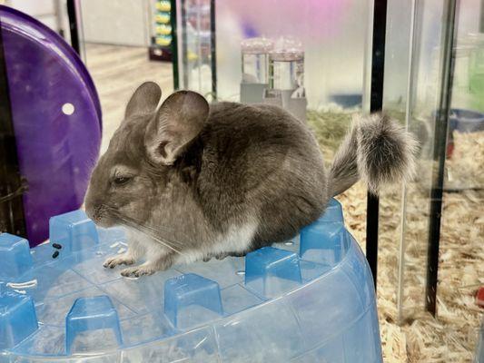 Chinchilla