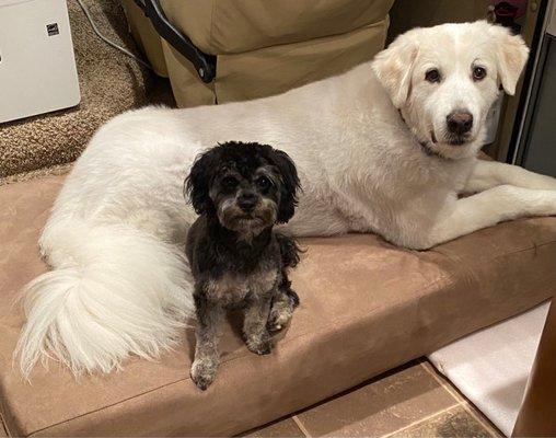 Here are our babies: Daisy : white Great Pyrenees and Golden retriever mix Harley: toy poodle and Shih Tzu mix