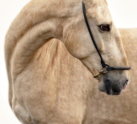 Lusitano stallion portrait.