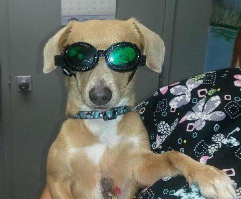 Erma Jean rocking her dogles during her laser treatment.