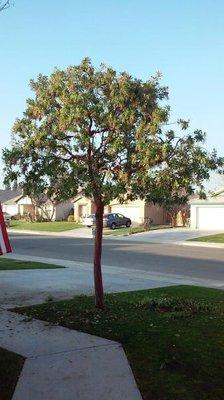 Very unique strawberry tree BakersfieldTreeService.com