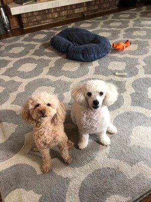 Freshly groomed poodles