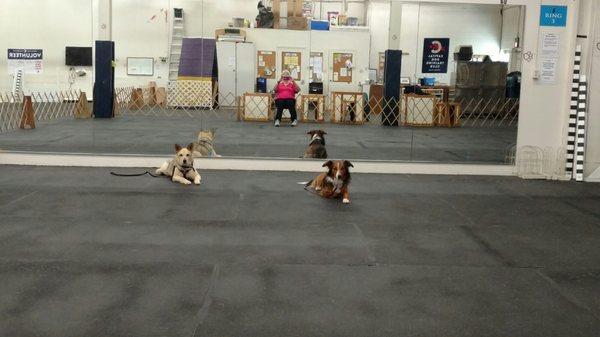 Molly and Ginger practicing down-stays at Capital Dog Training Club