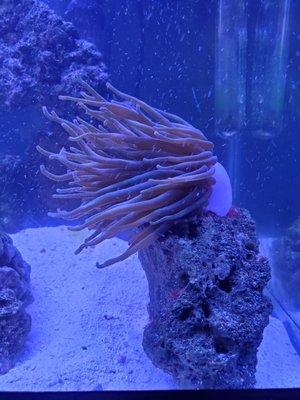 My latest addition to my tank. Haitian Condi Anemone.