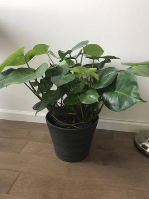 The Monstera Deliciosa plant we purchased( not the pot)