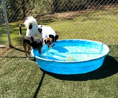 Pool time with Maggie & Panda!