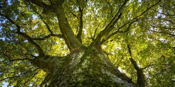 We offer a variety of tree care services in the Nashville area.