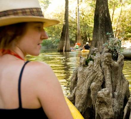 Kayak past Cypress Knees