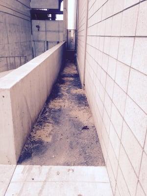 Human feces on SF Federal Building grounds