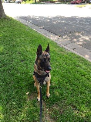 Johnny's very handsome and well behaved friend Moose.