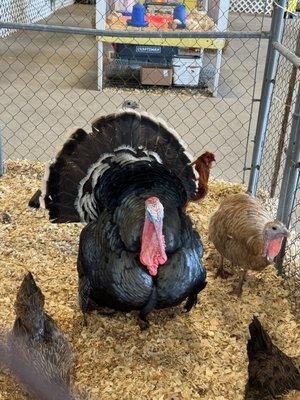 Petting zoo, turkey was trying to scare the chickens, but they weren't afraid of him.!