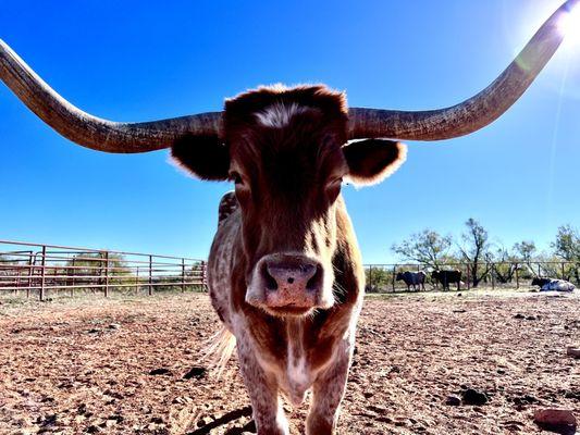 Just one of many Texas Longhorns who reside in the park. (Photo taken from behind a fence)