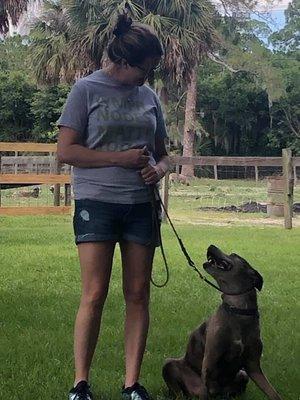 Learning to take commands and loose leash walk. Look how happy he is to show me what he can do!