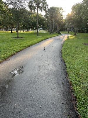 This little one really tried to kill my run?! :-o I'm like "no he didn't!" Jajaja...