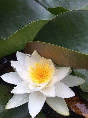 Lotus at the pond