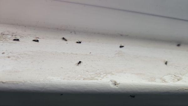 Dealing with ants is no fun. Contact Absolute Pest Control to take care of it.