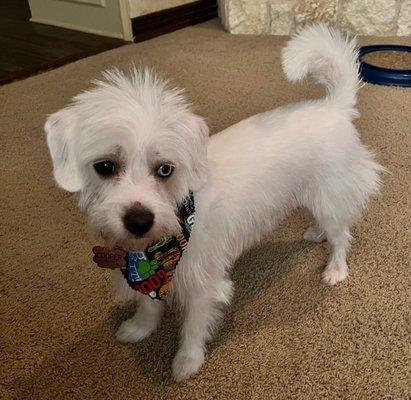 My precious Westie/Dachshund mix, Cooper after grooming.