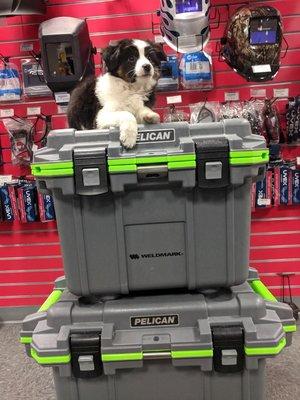 Keeper just loves Pelican coolers. Stop by and see the quality difference.