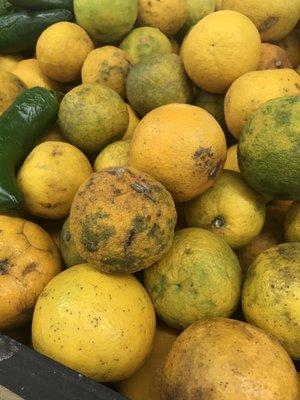 Rotten oranges covered in mold