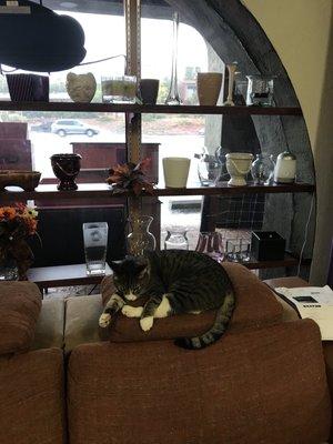 Cutie resting on the sofa!