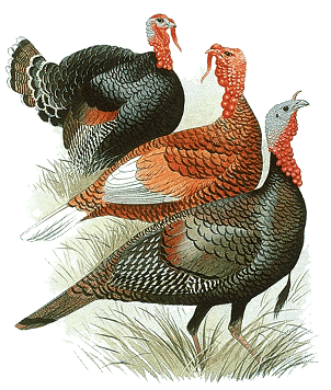 Three turkeys