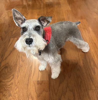 Meet Jake! He comes and gets groomed by Ashley every 2 weeks!